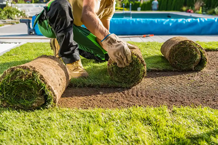 How long after installing sod can you walk on it in Bellingham, WA