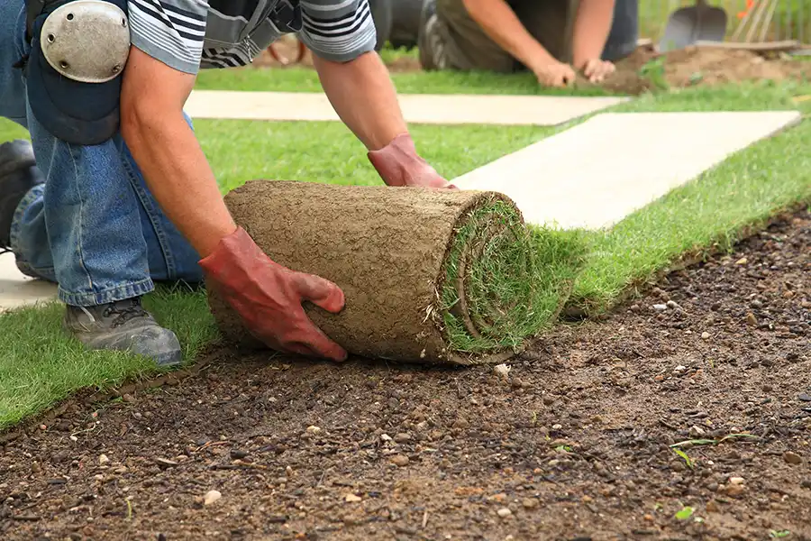 How long after installing sod can you walk on it Bellingham, WA