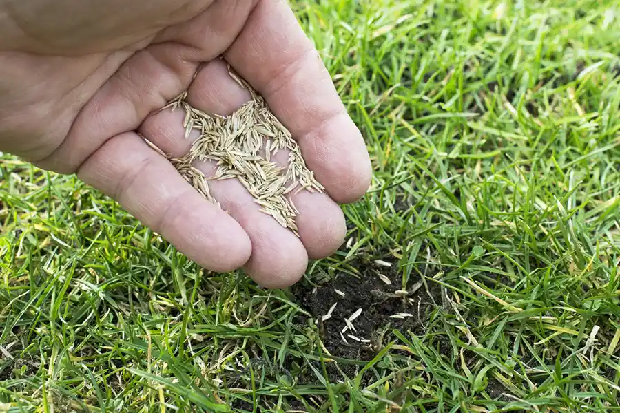 How often should you fertilize your Bellingham, WA