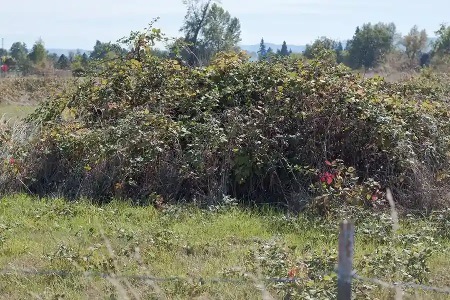 How to clear a yard full of weeds Bellingham, WA