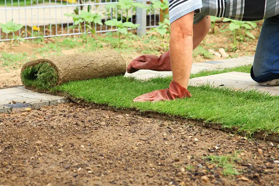 How to lay sod over existing lawn in Bellingham, WA