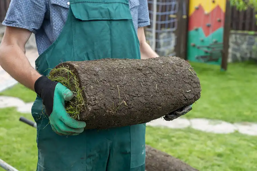 How to lay sod over existing lawn Bellingham, WA