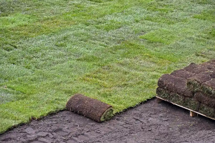 Best Sod Installation in Bellingham, WA