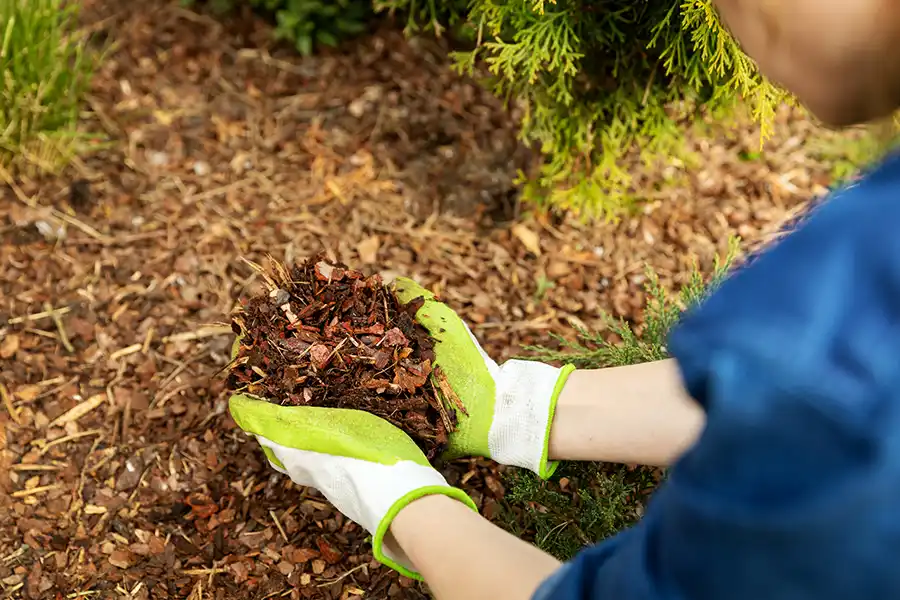 What does mulch do in Bellingham, WA