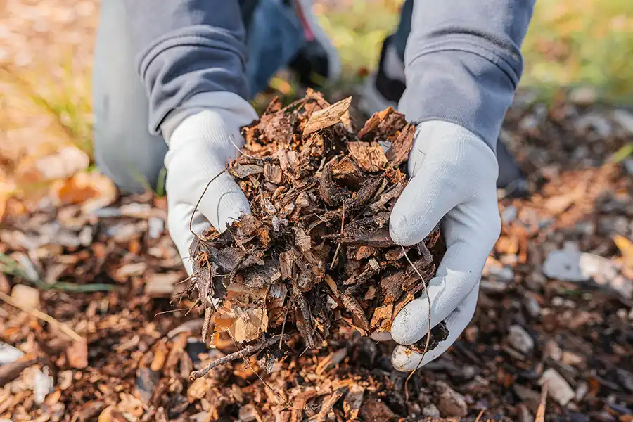 What does mulch do Bellingham, WA