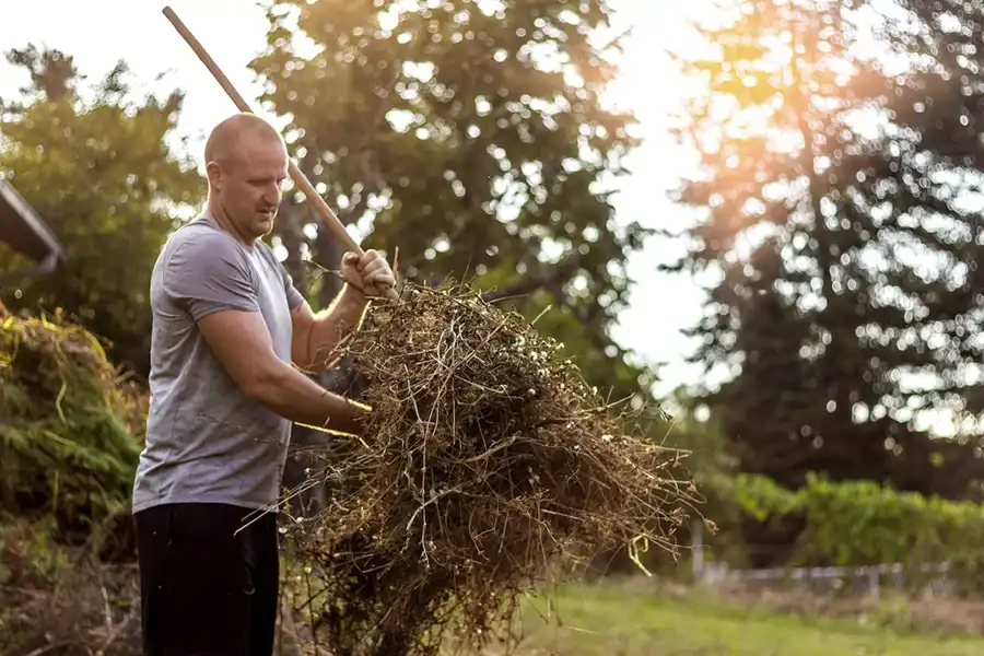 Efficient Yard cleanup in Bellingham, WA